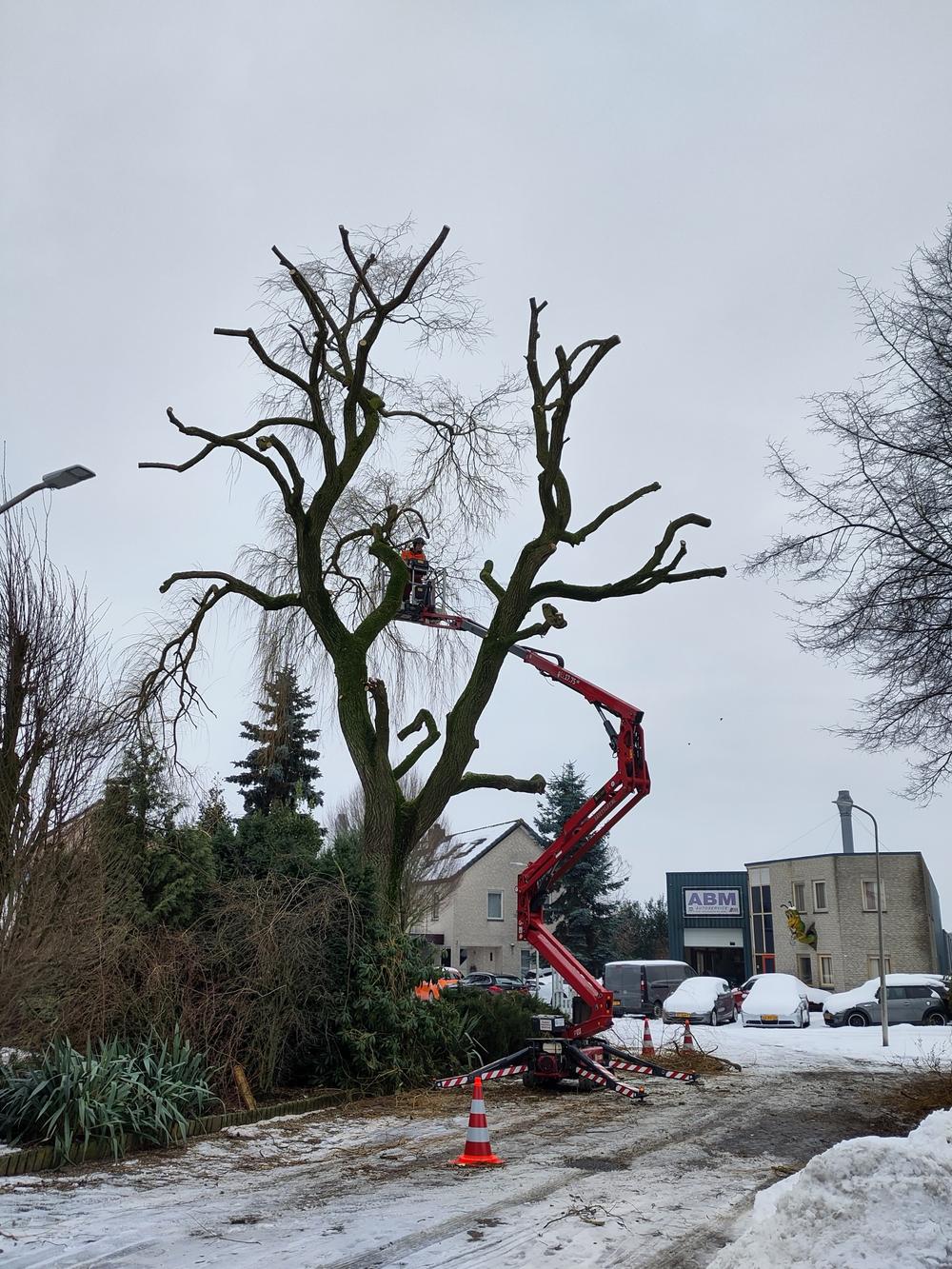 Snoei treurwilg Heeten