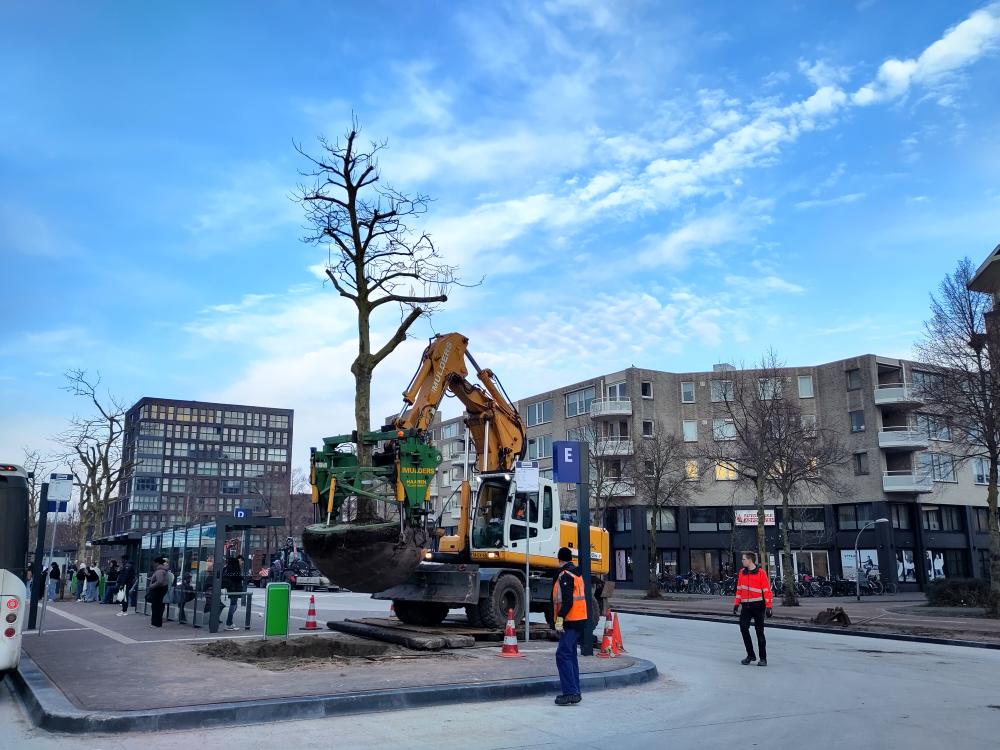 Bomen verplanten Lelystad.